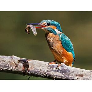 Fine Art Prints Dalous Kingfisher Bird Eating Tadpole Nature Photo Premium Wall Art Canvas Print 18X24 Inch Fine Art Prints Dalous Kingfisher Bird Eating Tadpole Nature Photo Premium Wall Art Canvas Print 18X24 Inch