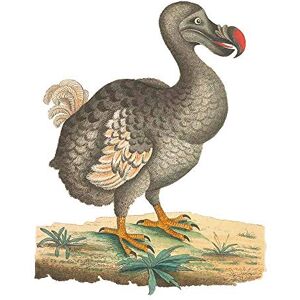 Wee Blue Coo Bird Dodo Vintage Illustration Art Print Poster Wall Decor 12X16 Inch Wee Blue Coo Bird Dodo Vintage Illustration Art Print Poster Wall Decor 12X16 Inch