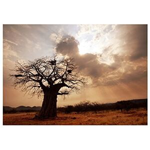 Wee Blue Coo Photo Landscape Single Lone Baobab Tree Sunbeam Wall Art Print Wee Blue Coo Photo Landscape Single Lone Baobab Tree Sunbeam Wall Art Print