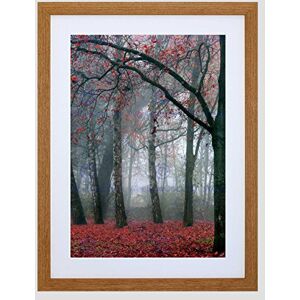 Wee Blue Coo NATURE FOREST TREE AUTUMN FALL BEAUTIFUL RED BLACK FRAMED ART PRINT B12X4042 Wee Blue Coo NATURE FOREST TREE AUTUMN FALL BEAUTIFUL RED BLACK FRAMED ART PRINT B12X4042