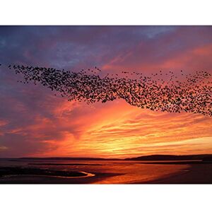 Artery8 Purple Orange Sunset Flock Birds Landscape Photo Premium Wall Art Canvas Print 18X24 Inch Artery8 Purple Orange Sunset Flock Birds Landscape Photo Premium Wall Art Canvas Print 18X24 Inch