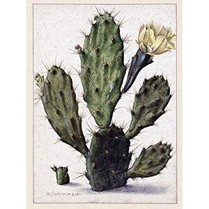 Artery8 Saftleven Pear Cactus In Bloom Flora Unframed Wall Art Print Poster Home Decor Premium Artery8 Saftleven Pear Cactus In Bloom Flora Unframed Wall Art Print Poster Home Decor Premium