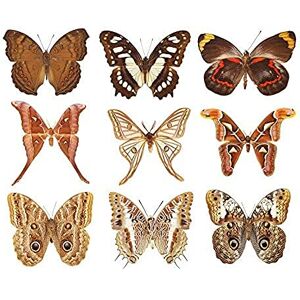 Artery8 Collection Various Colourful Nine Butterflies Butterfly Types Art Print Canvas Premium Wall Decor Poster Mural Artery8 Collection Various Colourful Nine Butterflies Butterfly Types Art Print Canvas Premium Wall Decor Poster Mural