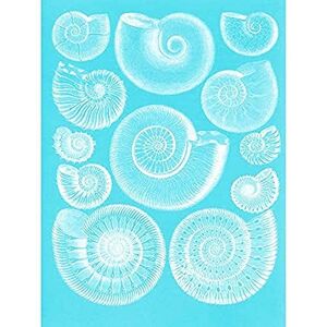 Wee Blue Coo Fossil Sea Ammonites Blue Unframed Art Print Poster Wall Decor 12X16 Inch Wee Blue Coo Fossil Sea Ammonites Blue Unframed Art Print Poster Wall Decor 12X16 Inch