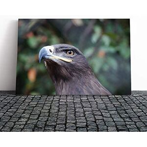 Big Box Art Steppe Eagle Bird Canvas Print Gallery Wrapped 30mm Frame Wall Art 20x14 inches Ready to Hang Modern Animals Picture Living Room Bedroom Lounge Office Big Box Art Steppe Eagle Bird Canvas Print Gallery Wrapped 30mm Frame Wall Art 20x14 inches Ready to Hang Modern Animals Picture Living Room Bedroom Lounge Office