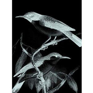 Wee Blue Coo Birds Illustration Night Large Wall Art Print Canvas Premium Poster Wee Blue Coo Birds Illustration Night Large Wall Art Print Canvas Premium Poster