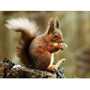 Fine Art Prints Trimming Red Squirrel Eating Forest Nature Photo Art Print Canvas Premium Wall Decor Poster Mural, 16 x 12 inches Fine Art Prints Trimming Red Squirrel Eating Forest Nature Photo Art Print Canvas Premium Wall Decor Poster Mural, 16 x 12 inches
