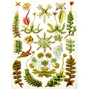 Wee Blue Coo 82nd Plate Ernst Haeckel Kunstformen Der Natur Hepaticae Canvas Print Wee Blue Coo 82nd Plate Ernst Haeckel Kunstformen Der Natur Hepaticae Canvas Print