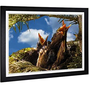 Big Box Art Framed Print of Baby Birds in The Nest (1) Design Wall Art Picture Home Decor for Kitchen, Living, Dining Room, Bedroom, Hallway, Office, Black, A2 / 24.5x18 Inch / 62x45cm Big Box Art Framed Print of Baby Birds in The Nest (1) Design Wall Art Picture Home Decor for Kitchen, Living, Dining Room, Bedroom, Hallway, Office, Black, A2 / 24.5x18 Inch / 62x45cm