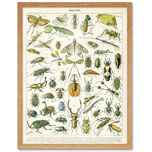 Artery8 Millot Encyclopedia Page Insects Beetles Art Print Framed Poster Wall Decor 12x16 inch Artery8 Millot Encyclopedia Page Insects Beetles Art Print Framed Poster Wall Decor 12x16 inch