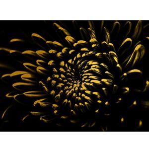 Artery8 Gold Effect Yellow Black Flower Close Up Nature Flora Large Wall Art Poster Print Thick Paper 18X24 Inch Artery8 Gold Effect Yellow Black Flower Close Up Nature Flora Large Wall Art Poster Print Thick Paper 18X24 Inch