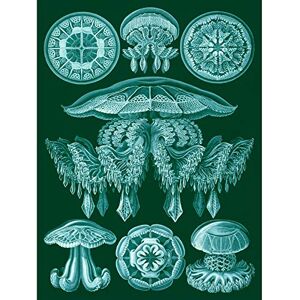 Wee Blue Coo 88th Plate Ernst Haeckel Kunstformen Der Natur Discomedusae Large Art Print Poster Wall Decor 18x24 inch Wee Blue Coo 88th Plate Ernst Haeckel Kunstformen Der Natur Discomedusae Large Art Print Poster Wall Decor 18x24 inch