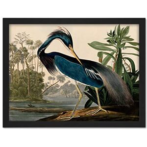 Artery8 Audubon Birds Louisiana Heron Painting Artwork Framed Wall Art Print 18X24 Inch Artery8 Audubon Birds Louisiana Heron Painting Artwork Framed Wall Art Print 18X24 Inch