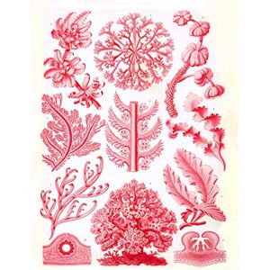Wee Blue Coo Haeckel Plate 65 Red Algae Large Wall Art Poster Print Thick Paper 18X24 Inch Wee Blue Coo Haeckel Plate 65 Red Algae Large Wall Art Poster Print Thick Paper 18X24 Inch