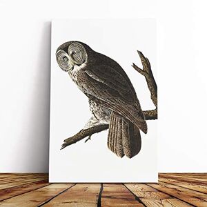 Big Box Art John James Audubon Cinereous Owl Canvas Print Gallery Wrapped 30mm Frame Wall Art 24x16 inches Ready to Hang Modern Animals Picture Living Room Bedroom Lounge Office Big Box Art John James Audubon Cinereous Owl Canvas Print Gallery Wrapped 30mm Frame Wall Art 24x16 inches Ready to Hang Modern Animals Picture Living Room Bedroom Lounge Office