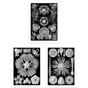 Artery8 Set of 3 Sea Urchins Black and White Haeckel Vintage Illustrations Detailed Echinidea Starfish Study Unframed Wall Art Living Room Poster Prints Pack Artery8 Set of 3 Sea Urchins Black and White Haeckel Vintage Illustrations Detailed Echinidea Starfish Study Unframed Wall Art Living Room Poster Prints Pack