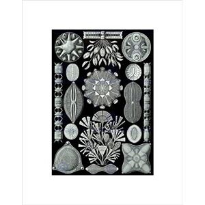 Wee Blue Coo 84th Plate Ernst Haeckel Kunstformen Der Natur Diato Wall Art Print Wee Blue Coo 84th Plate Ernst Haeckel Kunstformen Der Natur Diato Wall Art Print
