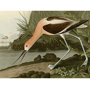 Artery8 Audubon Birds America American Avocet Premium Wall Art Canvas Print 18X24 Inch Artery8 Audubon Birds America American Avocet Premium Wall Art Canvas Print 18X24 Inch