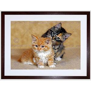 Wee Blue Coo Two Kittens Baby Cats Portrait Art Picture Framed Wall Art Print Wee Blue Coo Two Kittens Baby Cats Portrait Art Picture Framed Wall Art Print