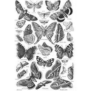 Wee Blue Coo Scientific Butterfly Moth Black White Drawing Picture Wall Art Print Wee Blue Coo Scientific Butterfly Moth Black White Drawing Picture Wall Art Print