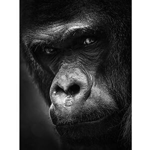 Artery8 Warby Western Lowland Gorilla Face Close Up Photo Large Wall Art Poster Print Thick Paper 18X24 Inch Artery8 Warby Western Lowland Gorilla Face Close Up Photo Large Wall Art Poster Print Thick Paper 18X24 Inch
