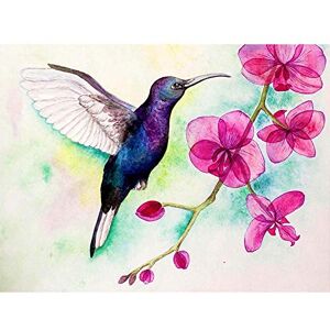 Wee Blue Coo Hummingbird And Orchid Art Print Poster Wall Decor 12X16 Inch Wee Blue Coo Hummingbird And Orchid Art Print Poster Wall Decor 12X16 Inch