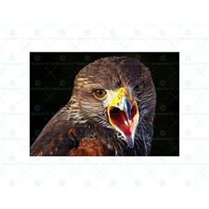 Wee Blue Coo Animal Photo Bird Prey Falcon Hawk Wall Art Print Wee Blue Coo Animal Photo Bird Prey Falcon Hawk Wall Art Print