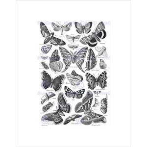 Wee Blue Coo Scientific Butterfly Moth Black White Drawing Wall Art Print Wee Blue Coo Scientific Butterfly Moth Black White Drawing Wall Art Print