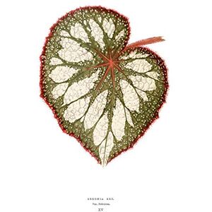 Wee Blue Coo Leaf Begonia Rex Nebulosa Large Wall Art Print Canvas Premium Poster Wee Blue Coo Leaf Begonia Rex Nebulosa Large Wall Art Print Canvas Premium Poster