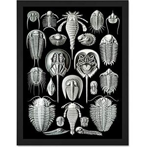 Wee Blue Coo 47th Plate Ernst Haeckel Kunstformen Der Natur Aspidonia Large Framed Art Print Poster Wall Decor 18x24 inch Wee Blue Coo 47th Plate Ernst Haeckel Kunstformen Der Natur Aspidonia Large Framed Art Print Poster Wall Decor 18x24 inch