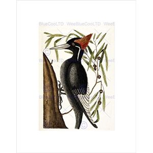 Wee Blue Coo Antique Nature Bird Catesby White Billed Woodpecker Wall Art Print Wee Blue Coo Antique Nature Bird Catesby White Billed Woodpecker Wall Art Print
