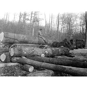 Wee Blue Coo Vintage Photography Jersey Logging Horse Cart Wood Art Print Poster Wall Decor 12X16 Inch Wee Blue Coo Vintage Photography Jersey Logging Horse Cart Wood Art Print Poster Wall Decor 12X16 Inch