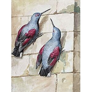 Artery8 Schouman Wallcreeper Birds Blue Purple Drawing Unframed Wall Art Print Poster Home Decor Premium Artery8 Schouman Wallcreeper Birds Blue Purple Drawing Unframed Wall Art Print Poster Home Decor Premium