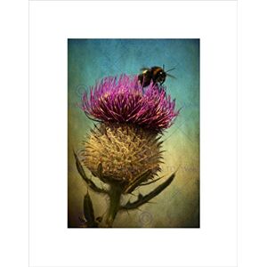 Wee Blue Coo PHOTO COMPOSITION BUMBLE BEE THISTLE FLOWER SCOTLAND FRAMED ART PRINT B12X13048 Wee Blue Coo PHOTO COMPOSITION BUMBLE BEE THISTLE FLOWER SCOTLAND FRAMED ART PRINT B12X13048