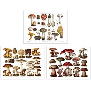 Artery8 Vintage Poisonous And Edible Mushrooms Illustrations Set Of 3 Unframed Wall Art Prints Study Office Aesthetic Meyers Lexikon 12X16 Inch Artery8 Vintage Poisonous And Edible Mushrooms Illustrations Set Of 3 Unframed Wall Art Prints Study Office Aesthetic Meyers Lexikon 12X16 Inch