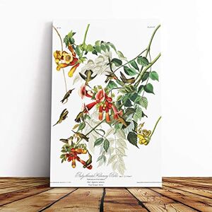 Big Box Art John James Audubon Ruby Throated Humming Bird Canvas Print Gallery Wrapped 30mm Frame Wall Art 30x20 inches Ready to Hang Modern Animals Picture Living Room Bedroom Lounge Office Big Box Art John James Audubon Ruby Throated Humming Bird Canvas Print Gallery Wrapped 30mm Frame Wall Art 30x20 inches Ready to Hang Modern Animals Picture Living Room Bedroom Lounge Office