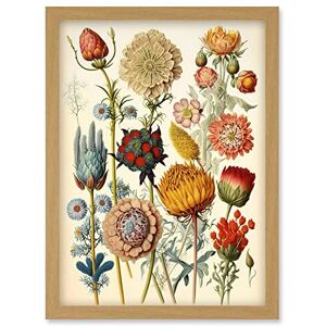 Artery8 Vintage Botanical Ernst Haeckel Inspired Plant Study Modern Watercolour Painting Illustration Artwork Framed Wall Art Print A4 Artery8 Vintage Botanical Ernst Haeckel Inspired Plant Study Modern Watercolour Painting Illustration Artwork Framed Wall Art Print A4