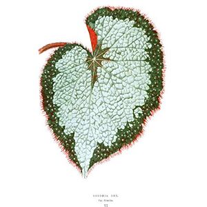 Wee Blue Coo Leaf Begonia Rex Var Grandis Large Wall Art Print Canvas Premium Poster Wee Blue Coo Leaf Begonia Rex Var Grandis Large Wall Art Print Canvas Premium Poster