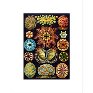 Wee Blue Coo Nature Haeckel Ernst Plankton Sea Biology Germany Vintage Art Wall Art Print Wee Blue Coo Nature Haeckel Ernst Plankton Sea Biology Germany Vintage Art Wall Art Print