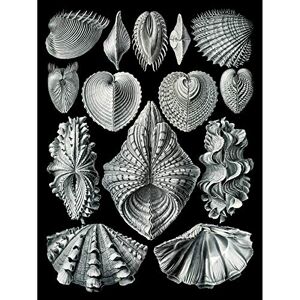 Wee Blue Coo 55th Plate Ernst Haeckel Kunstformen Der Natur Acephala Large Art Print Poster Wall Decor 18x24 inch Wee Blue Coo 55th Plate Ernst Haeckel Kunstformen Der Natur Acephala Large Art Print Poster Wall Decor 18x24 inch