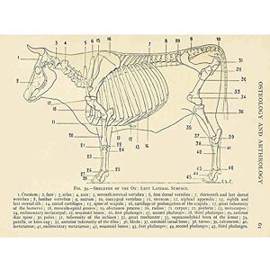 Wee Blue Coo Drawing Page Anatomy Diagram Animals Haywood Ox Art Print Poster Wall Decor 12X16 Inch Wee Blue Coo Drawing Page Anatomy Diagram Animals Haywood Ox Art Print Poster Wall Decor 12X16 Inch
