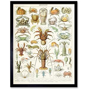 Artery8 Millot Encyclopedia Page Crustaceans Lobster Art Print Framed Poster Wall Decor 12x16 inch Artery8 Millot Encyclopedia Page Crustaceans Lobster Art Print Framed Poster Wall Decor 12x16 inch