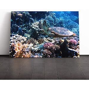 Big Box Art Sea Turtle Coral Reef Canvas Print Gallery Wrapped 30mm Frame Wall Art 24x16 inches Ready to Hang Modern Animals Picture Living Room Bedroom Lounge Office Big Box Art Sea Turtle Coral Reef Canvas Print Gallery Wrapped 30mm Frame Wall Art 24x16 inches Ready to Hang Modern Animals Picture Living Room Bedroom Lounge Office