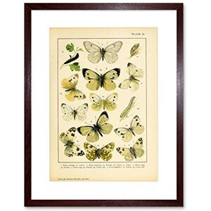 Wee Blue Coo Painting Insect Deuchert Moths Butterfly Plate 2 Variety Framed Wall Art Print Wee Blue Coo Painting Insect Deuchert Moths Butterfly Plate 2 Variety Framed Wall Art Print