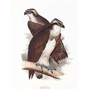 Wee Blue Coo Painting Birds Gould Lear Osprey Pair Art Print Poster Wall Decor 12X16 Inch Wee Blue Coo Painting Birds Gould Lear Osprey Pair Art Print Poster Wall Decor 12X16 Inch