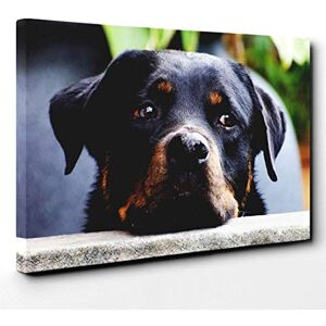 Big Box Art Rottweiler Dog Canvas Print Gallery Wrapped 30mm Frame Wall Art 30x20 inches Ready to Hang Modern Animals Picture Living Room Bedroom Lounge Office Big Box Art Rottweiler Dog Canvas Print Gallery Wrapped 30mm Frame Wall Art 30x20 inches Ready to Hang Modern Animals Picture Living Room Bedroom Lounge Office