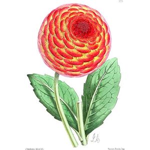 Wee Blue Coo Flower Red Orange Dahlia Art Print Poster Wall Decor 12X16 Inch Wee Blue Coo Flower Red Orange Dahlia Art Print Poster Wall Decor 12X16 Inch