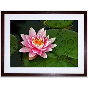 Wee Blue Coo Lotus Flower Lily Pad Pink Art Framed Wall Art Print Wee Blue Coo Lotus Flower Lily Pad Pink Art Framed Wall Art Print