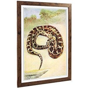 Big Box Art Framed Print of Vintage Birds of Other Lands 1917 Cobra Design Wall Art Picture Home Decor for Kitchen, Living Room, Bedroom, Hallway, Walnut, A2 / 24.5x18 Inch / 62x45cm Big Box Art Framed Print of Vintage Birds of Other Lands 1917 Cobra Design Wall Art Picture Home Decor for Kitchen, Living Room, Bedroom, Hallway, Walnut, A2 / 24.5x18 Inch / 62x45cm