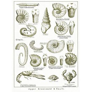 Wee Blue Coo Paintings Book Illustration Crustacean Shellfish Fossil Clay Beach Art Print Poster Wall Decor 12X16 Inch Wee Blue Coo Paintings Book Illustration Crustacean Shellfish Fossil Clay Beach Art Print Poster Wall Decor 12X16 Inch